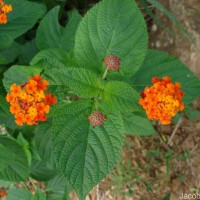 Lantana camara L.